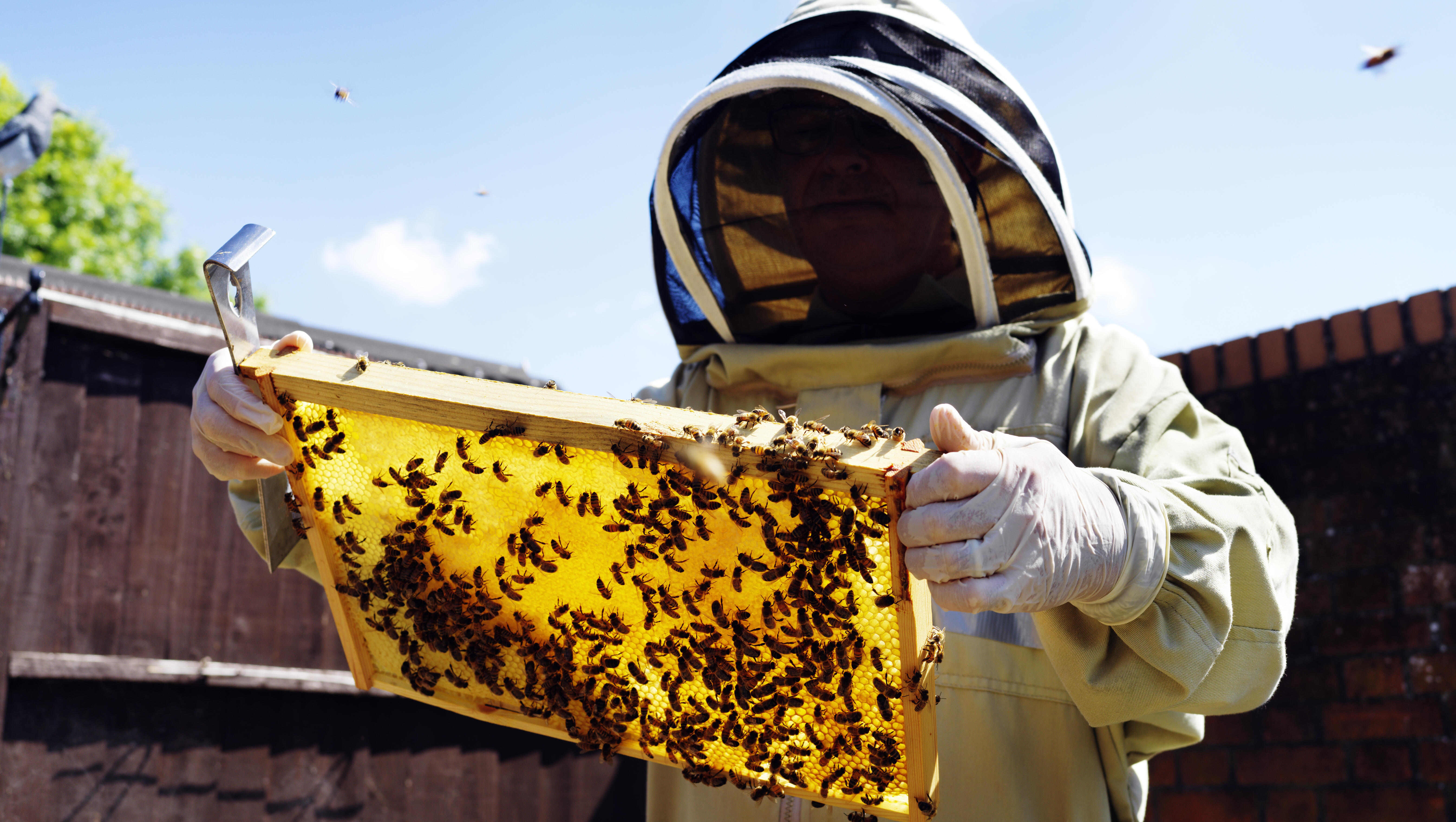 Land of the Lost / Beekeeping