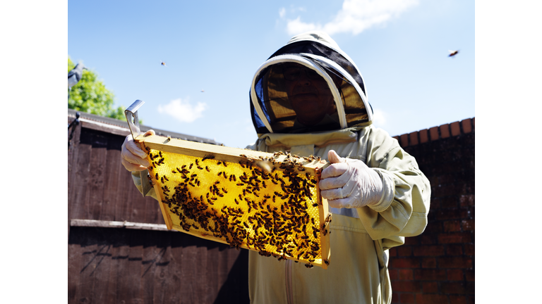 Land of the Lost / Beekeeping
