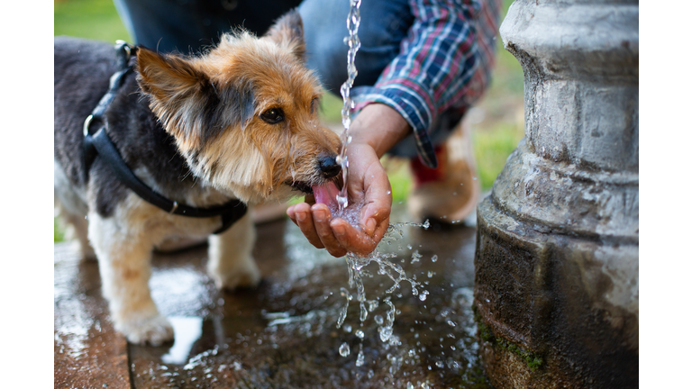 Little dog drinking water from man's hand at a fountain