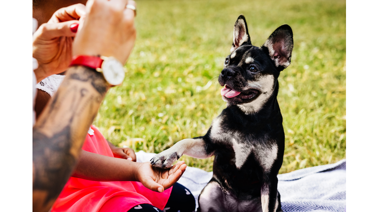 Dog Shaking Hands with Child