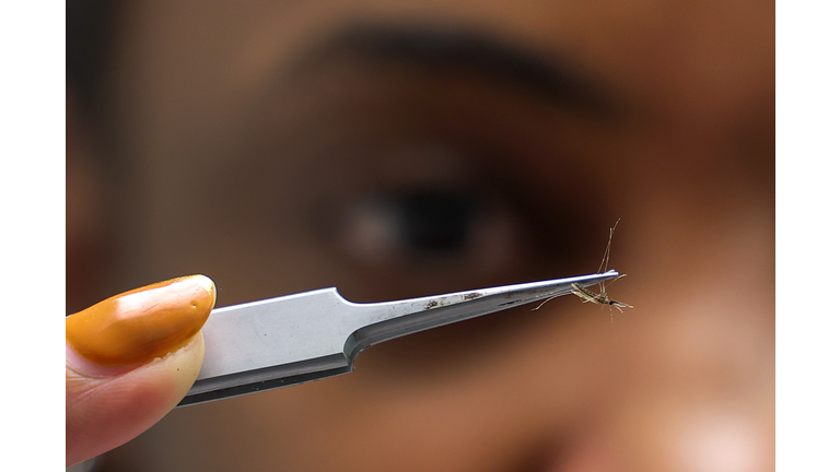 University Of Glasgow Scientists Study Newly-Identified Mosquito Species