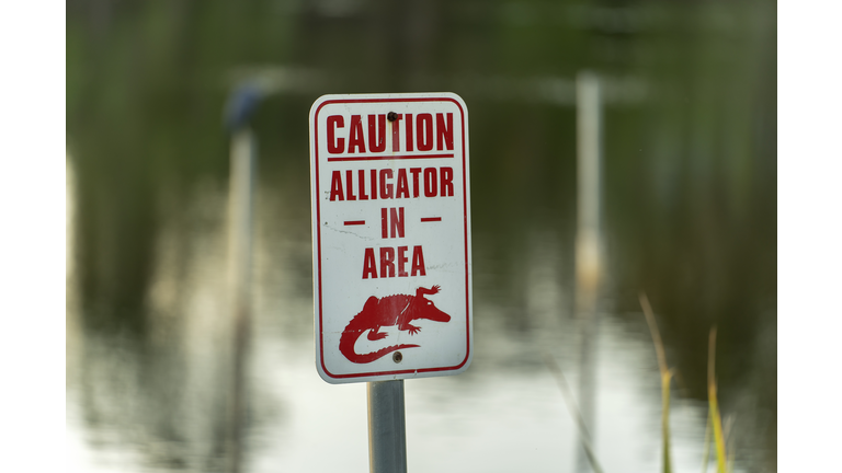 Alligator danger warning signpost in Florida waterfront park about caution and safety during walking near water