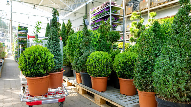 Popular Home And Garden Chain Store Files For Bankruptcy