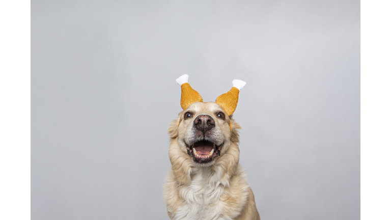Golden Yellow Dog On White Background Wearing Thanksgiving Turkey Leg Drumstick Hat