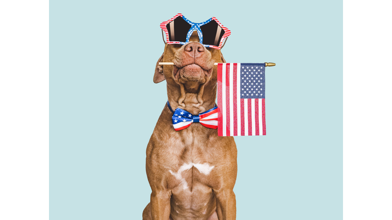Cute brown puppy, sunglasses and American Flag