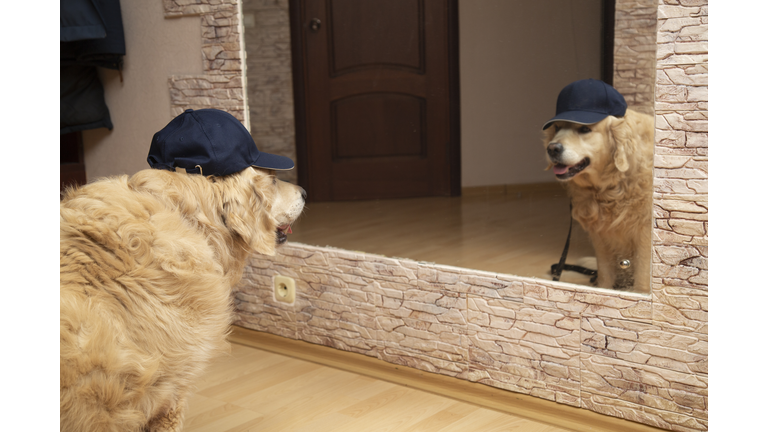The Golden Retriever dog looks in the mirror and sees his reflection.