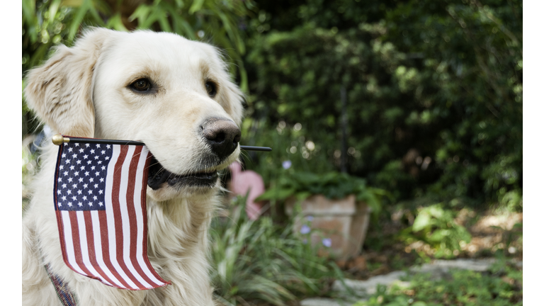 Golden Retriever with American Flag in his mouth