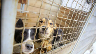 World's Ugliest Dog Is Cutie!