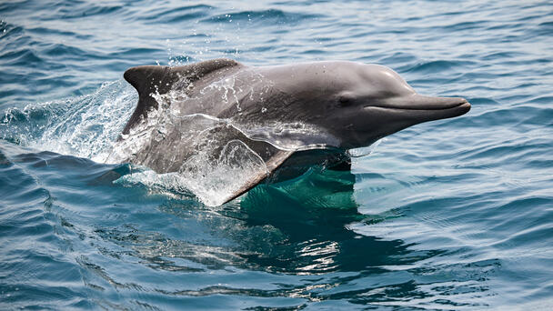 Dolphins Spotted Off Block Island