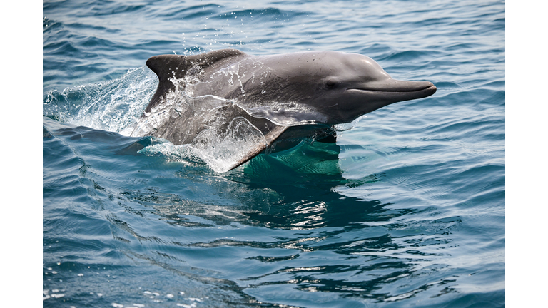 TOPSHOT-OMAN-IRAN-HORMUZ-NATURE-MARINE-DOLPHIN
