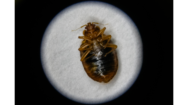 SKOREA-PESTS-BEDBUGS