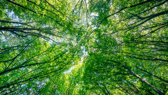 Health Insights / The Mystical & Folklore