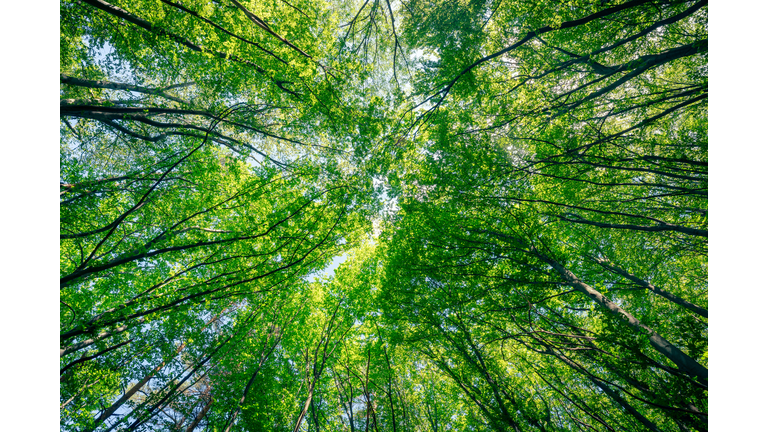 Health Insights / The Mystical & Folklore