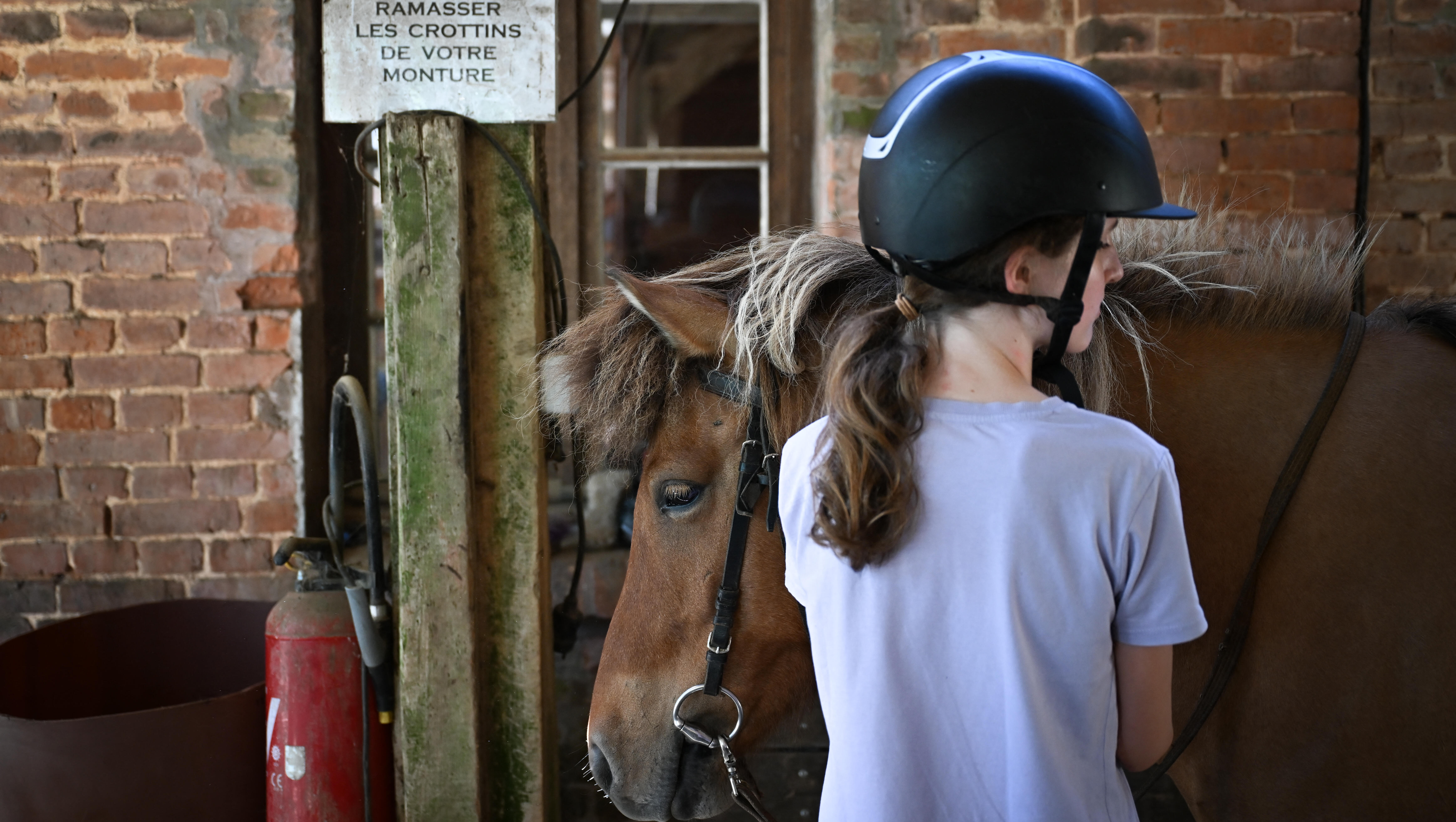 Little Girl Gets Beat Down By a Mini Pony on Live TV!