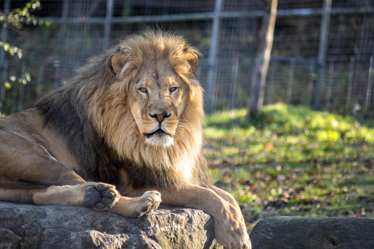 African Lion Sitting