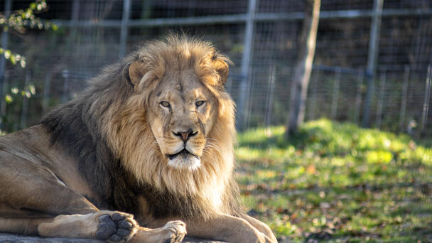 Woman Loses Arm After Unprovoked Lion Attack At The Zoo
