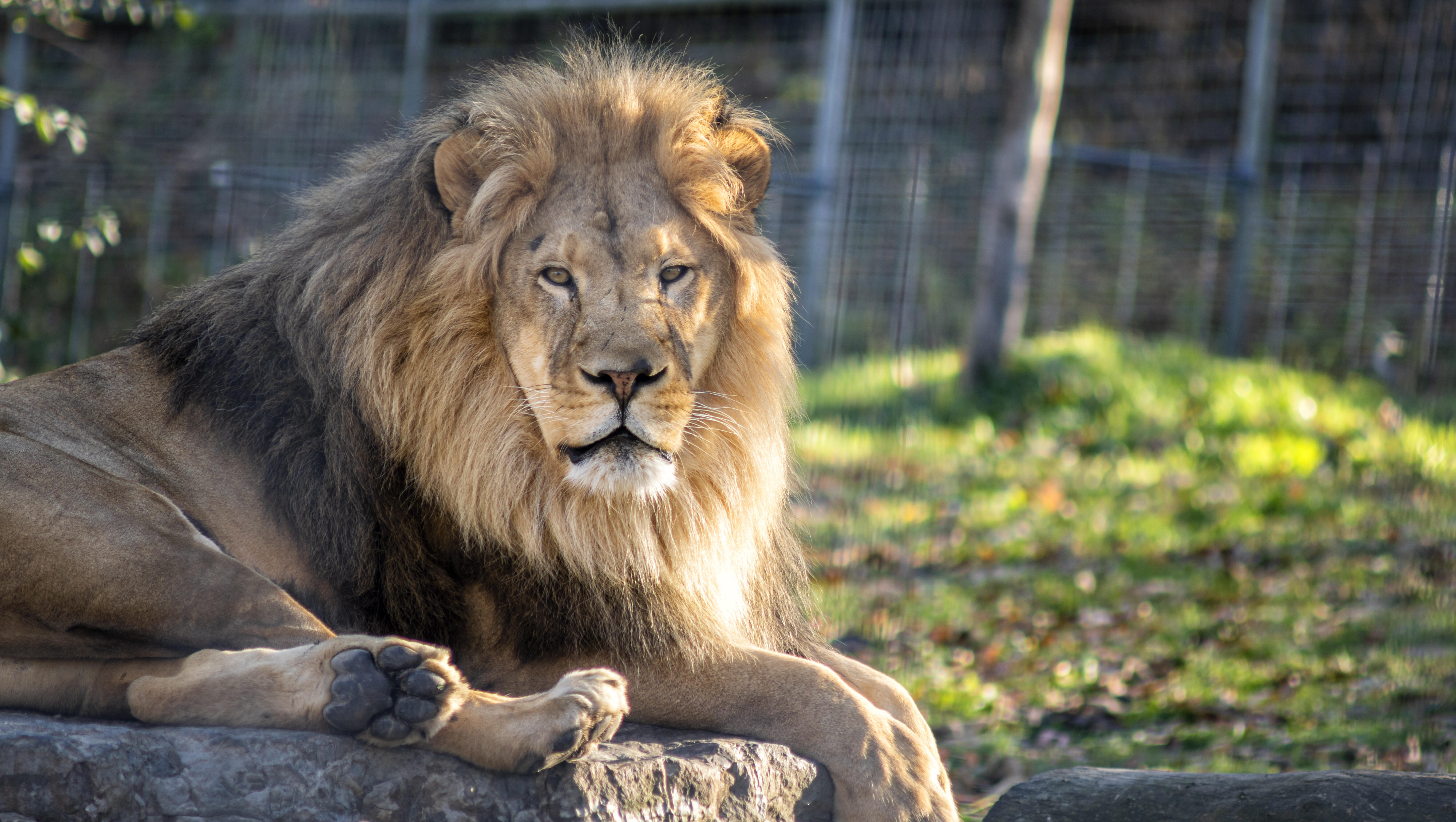 Woman Loses Arm After Unprovoked Lion Attack At The Zoo