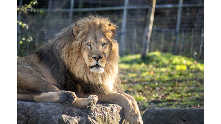 African Lion Sitting