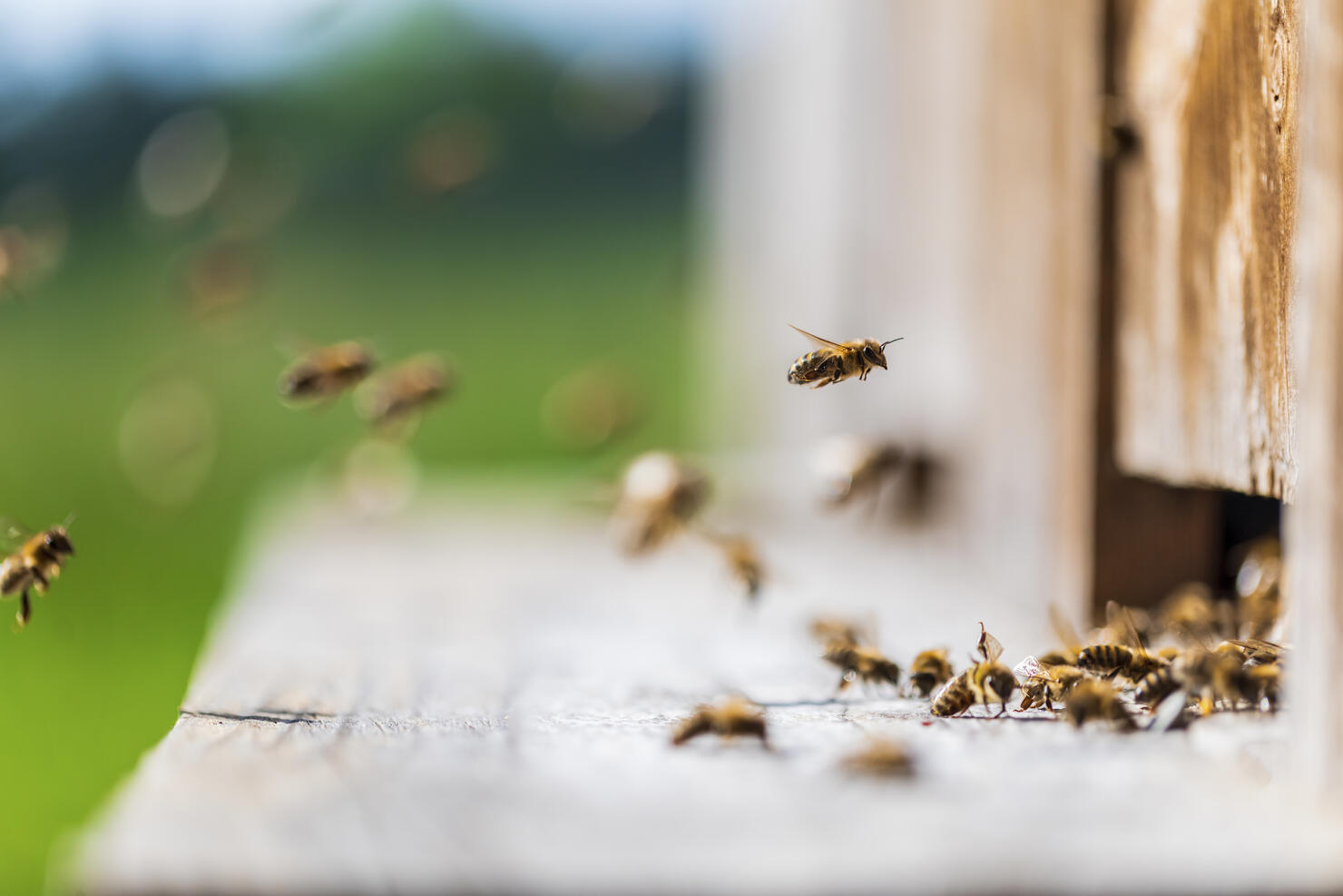 Honey bees flying into wooden beehives. Defocused green background