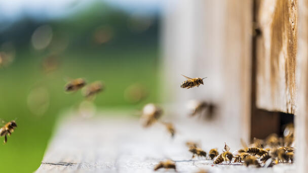 Three People Hospitalized, 21 Others Injured In Bee Attack