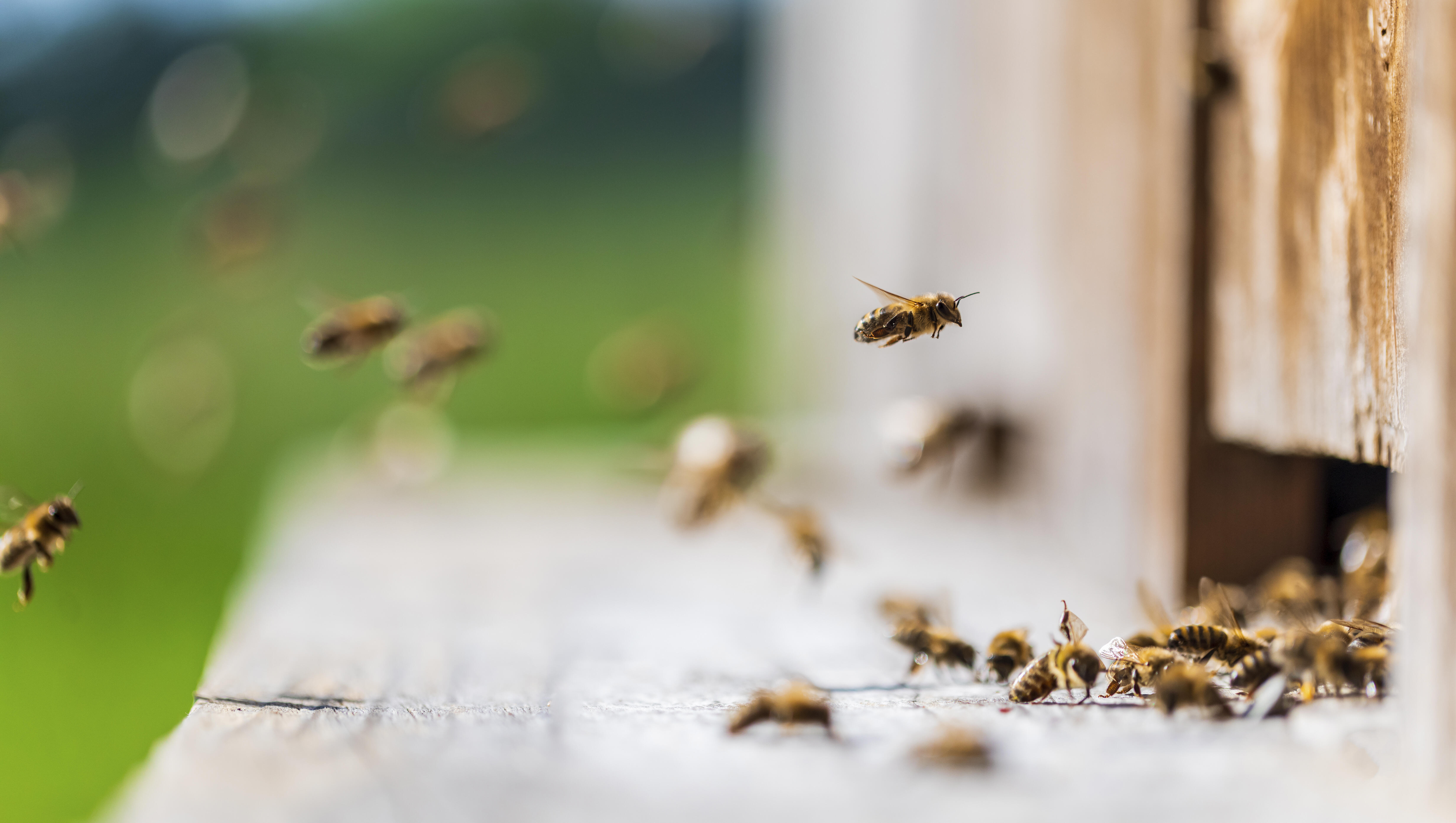 Three People Hospitalized, 21 Others Injured In Bee Attack