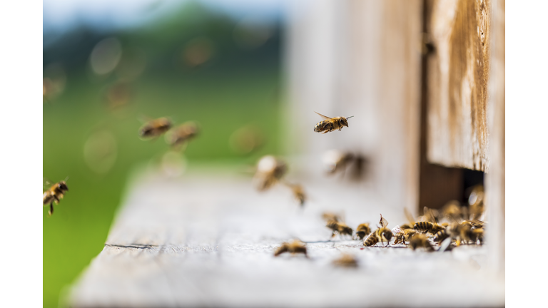 Honey bees flying into wooden beehives. Defocused green background