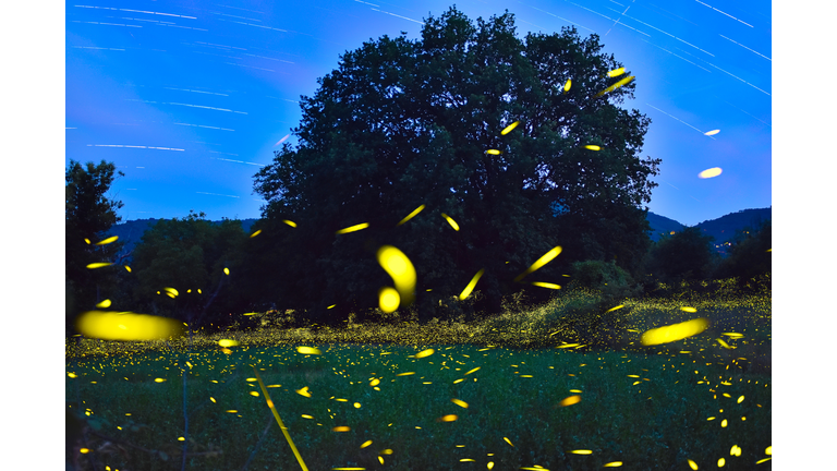 Fireflies