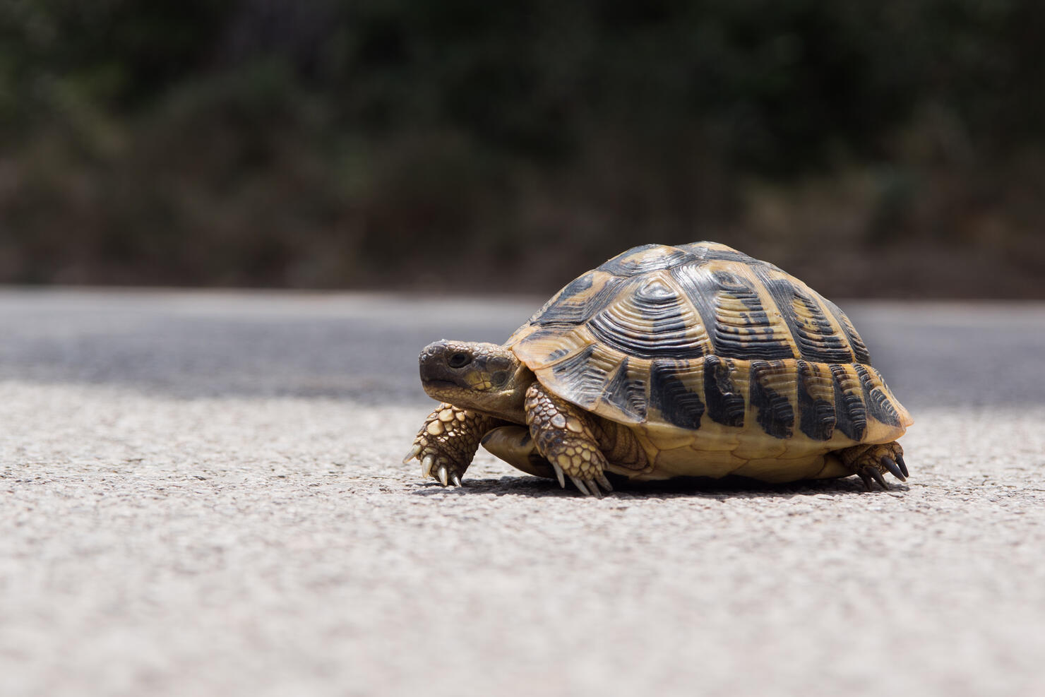 Balearic Tortoise crossing a road, Mallorca, Spain