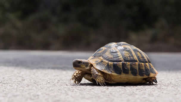 Man Killed Trying To Save Turtle Walking Across Busy Florida Highway