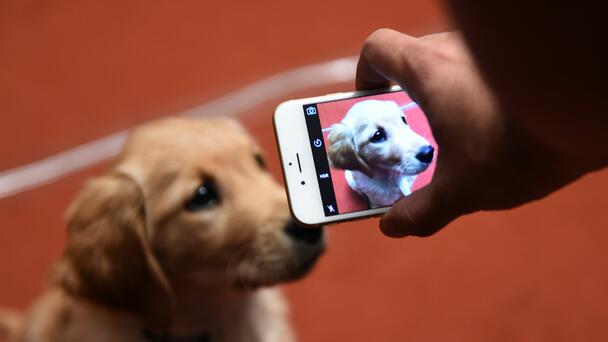 The Puppy Was Feared Lost Forever Till...