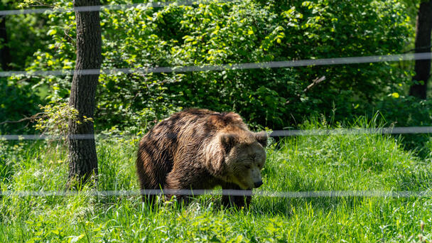 A Guy Stops to Help an Injured Bear and It Immediately Mauls Him