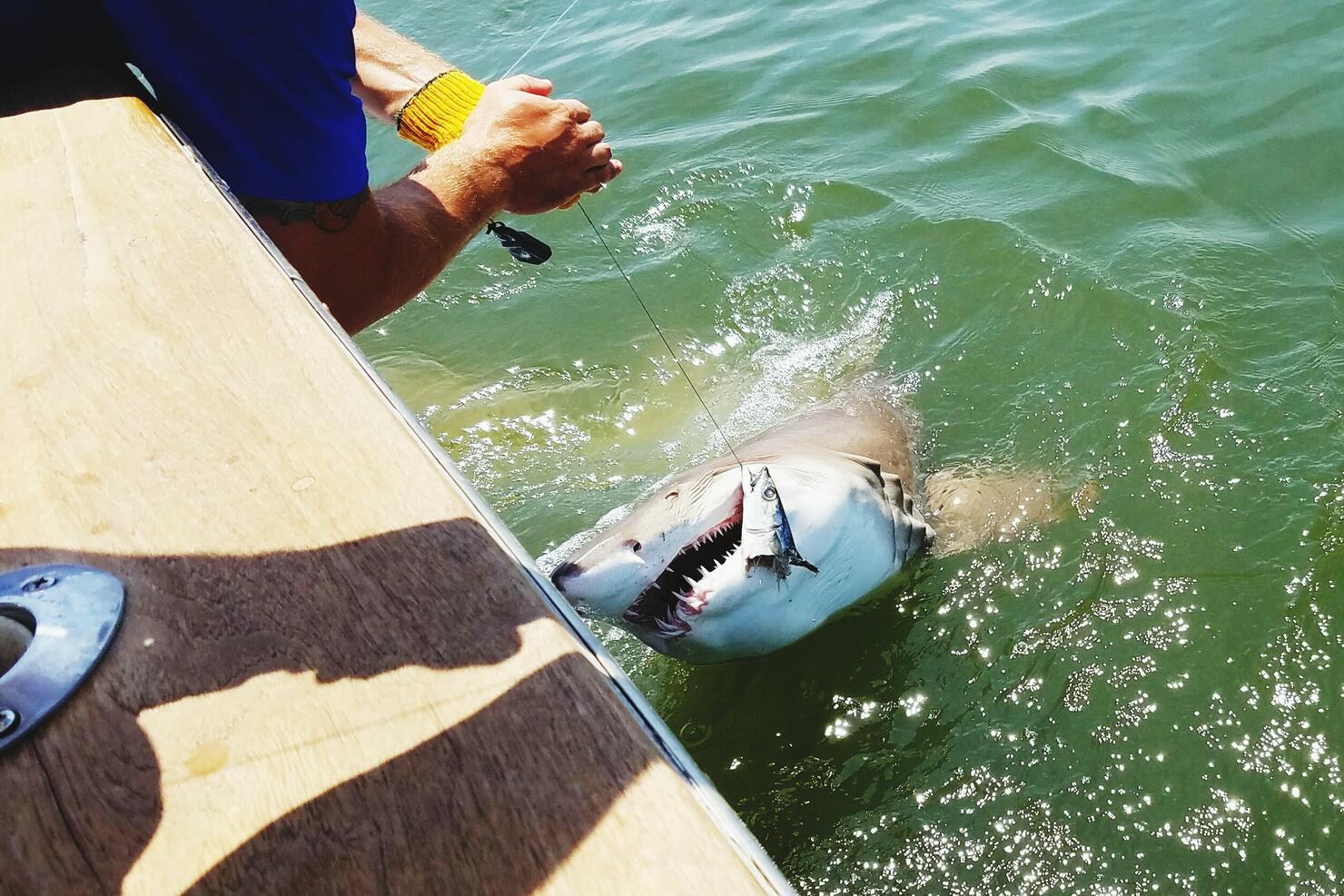 Fisherman Catching Shark