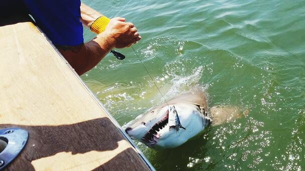 Fisherman Attacked By Shark While Trying To Release It Back Into Ocean