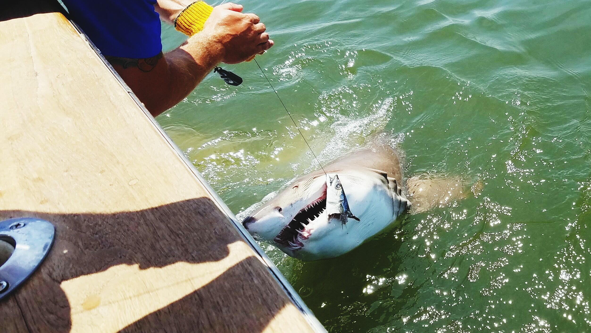 Fisherman Attacked By Shark While Trying To Release It Back Into Ocean