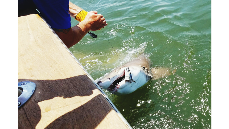 Fisherman Catching Shark