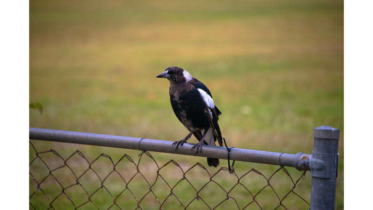 Close-up of magpie perching on fence,Centennial Park,New South Wales,Australia