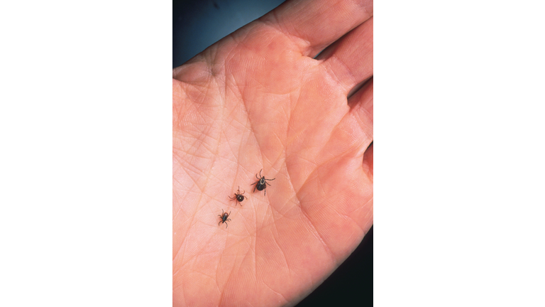 Close Up Of An Adult Female Deer Tick Dog Tick And A Lone Star Tick Are Shown June 15