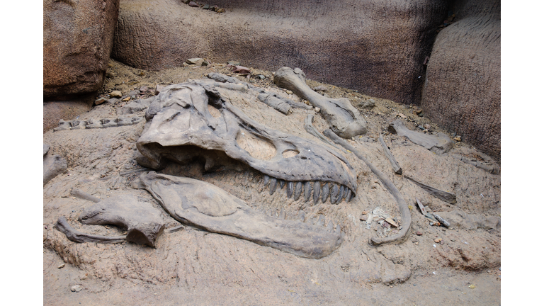 Excavating the bones of a dinosaur