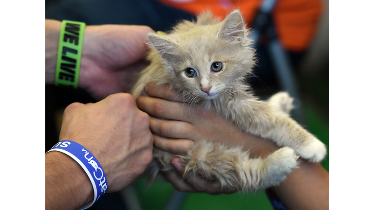 US-LIFESTYLE-ANIMAL-CATCON