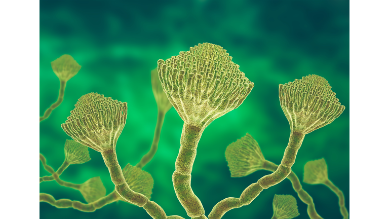 Microscopic view of a colony of Aspergillus fungi, which causes the lung infection aspergillosis, aspergilloma of the brain and lungs