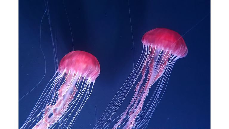 Beautiful jellyfishes floating in water