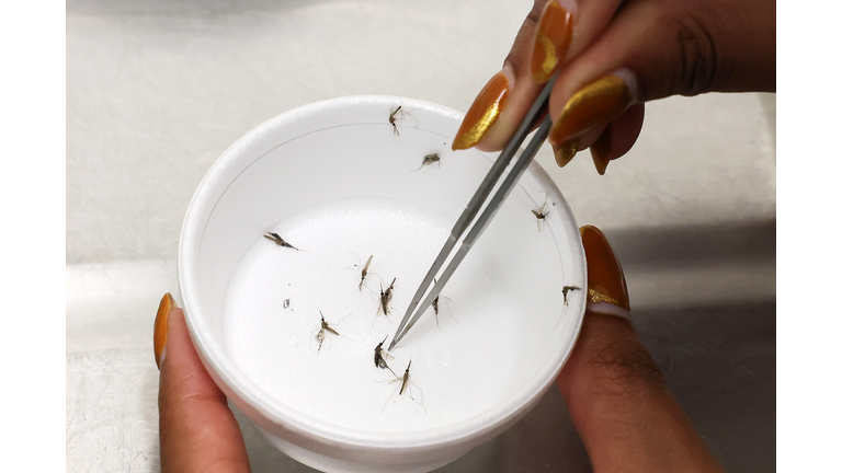 University Of Glasgow Scientists Study Newly-Identified Mosquito Species