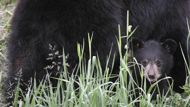 Black Bear Spotted On West Greenwich Sand Dunes