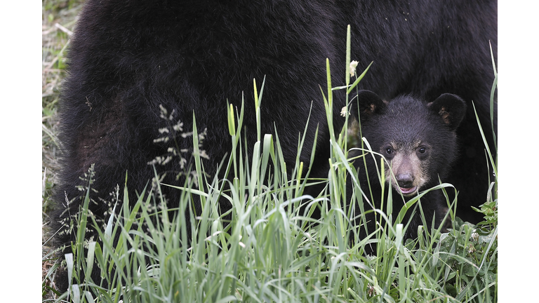 FRANCE-ANIMAL-BEAR-ZOO