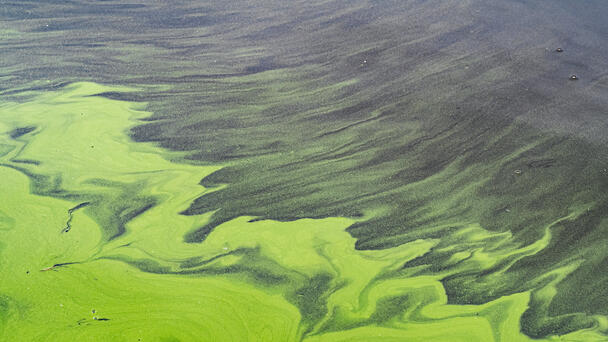 Jamesville Beach Closed Due to Algal Bloom