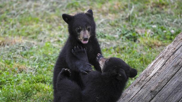 Bears Appear At Red Rocks