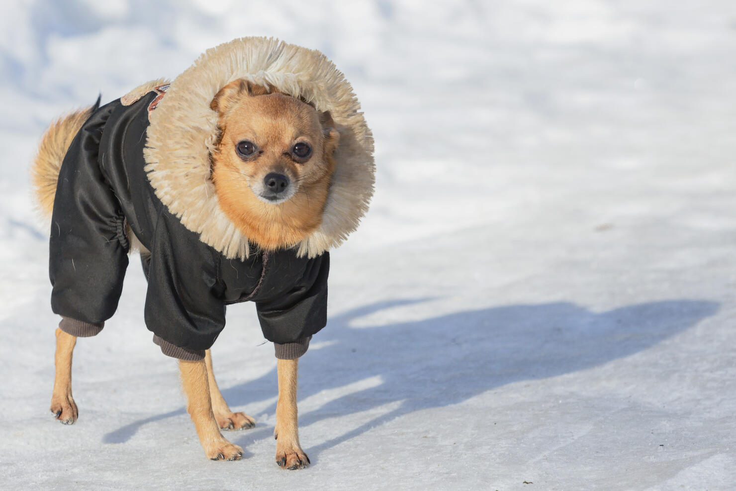 A Chihuahua dog in a winter jacket walks in the snow