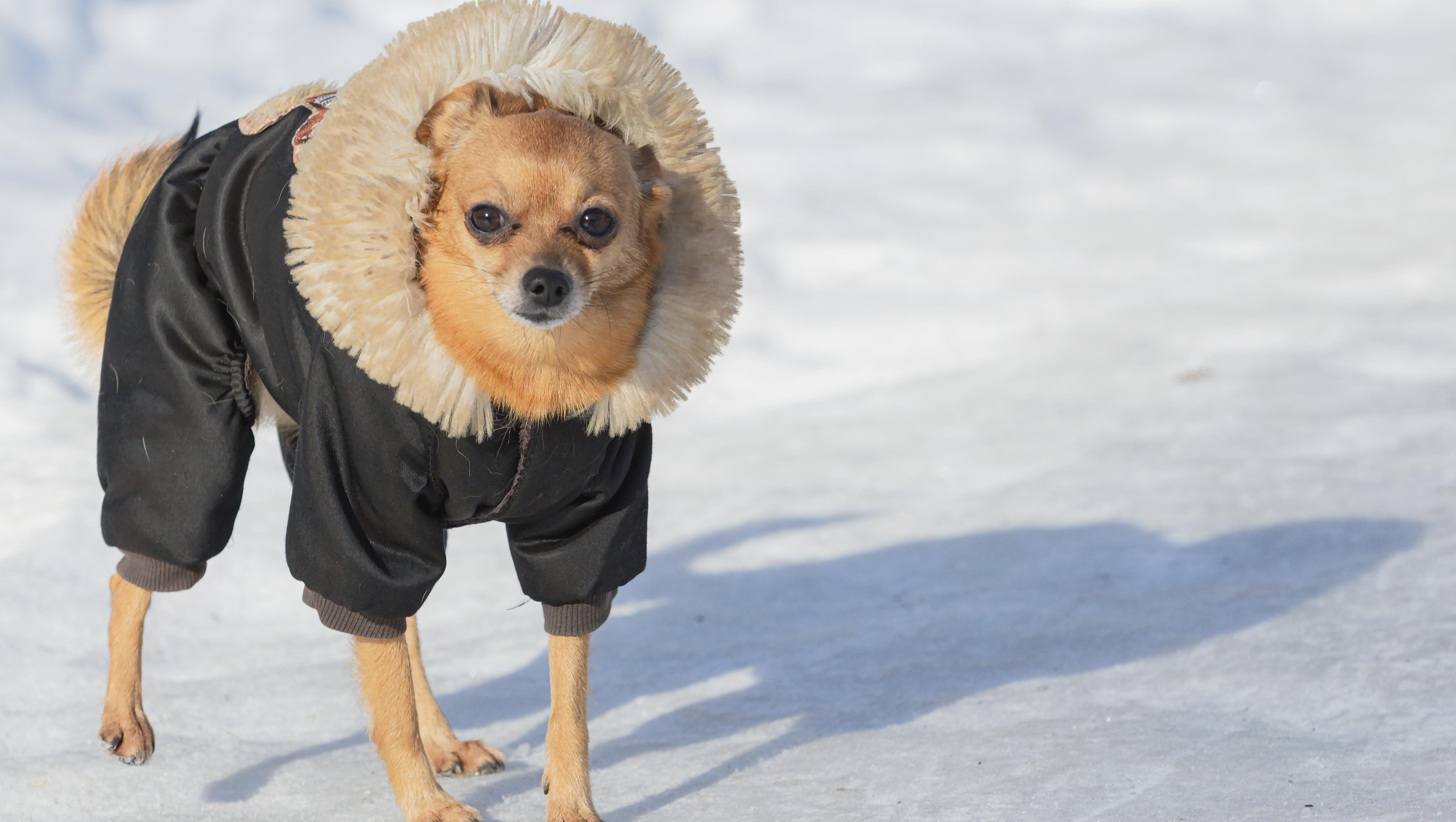 Man's Chihuahua Helps Save Him After He Fell Into An Icy Crevasse