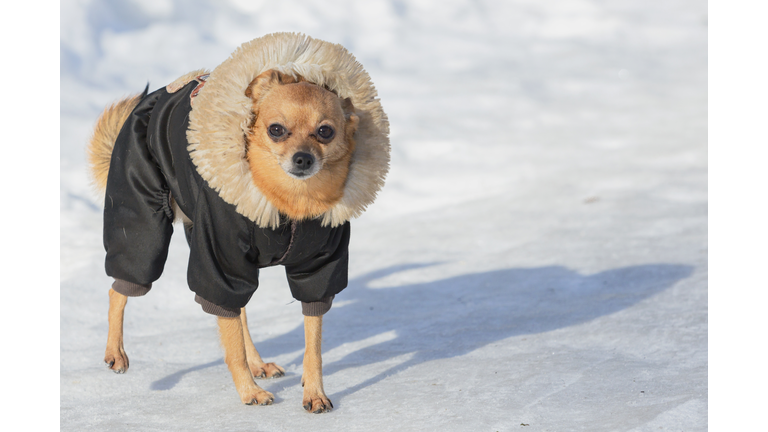 A Chihuahua dog in a winter jacket walks in the snow