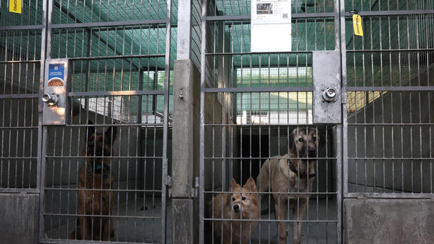 Pasadena Humane Waives Adoption Fees to Ease Shelter Crowding